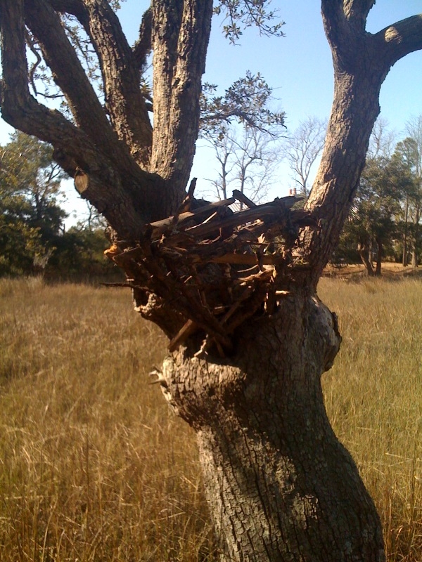 Treehouse