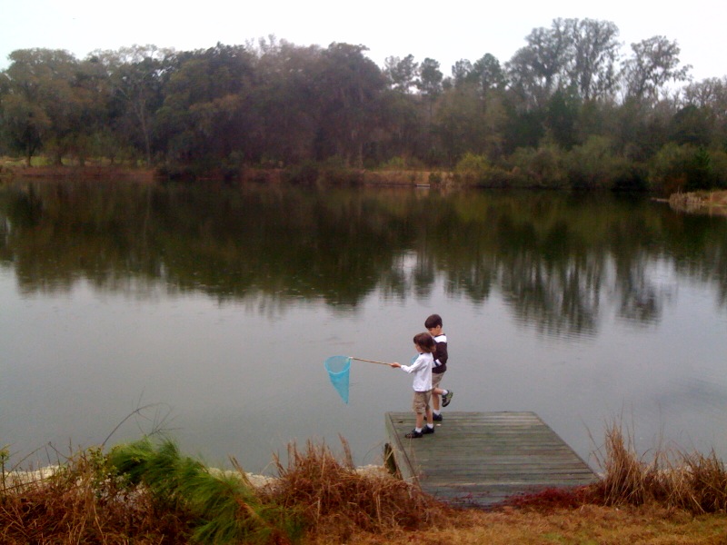 Minnows