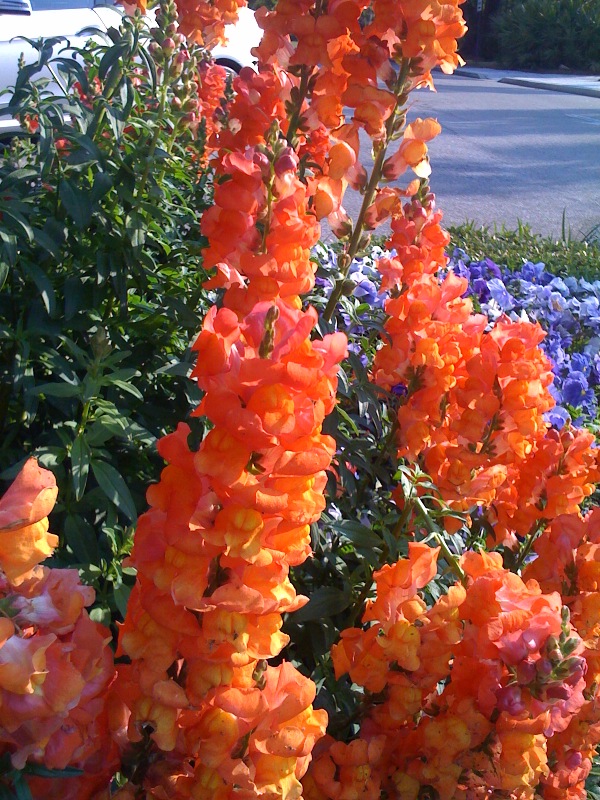 Spring flowers