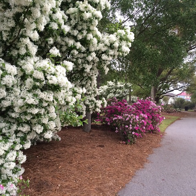 Smythe Lake Azaleas