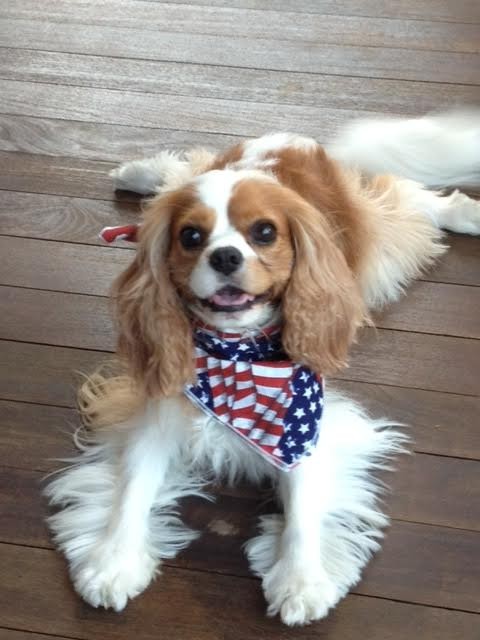 Patriotic Eli