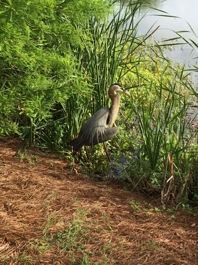 Wildlife near new pool on Daniel Island
